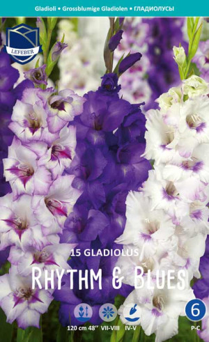 Гладиолус Rhythm & Blues (Combi packs) (Lefeber)