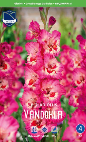 Гладиолус Vandohla (Lefeber)