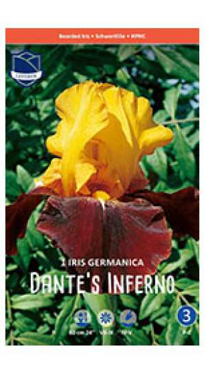 Ирис germanica Dante's Inferno (Lefeber)