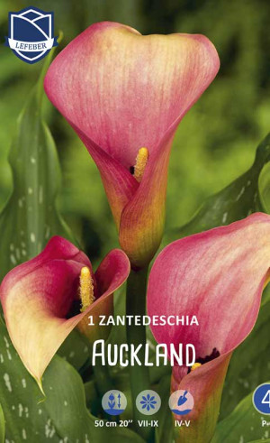 Калла Auckland (Lefeber)