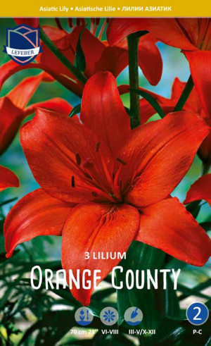 Лилия Orange County (Lefeber)