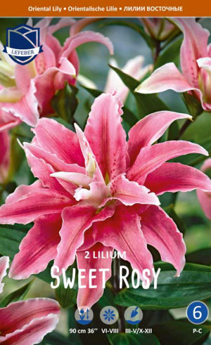 Лилия double Sweet Rosy (Lefeber)