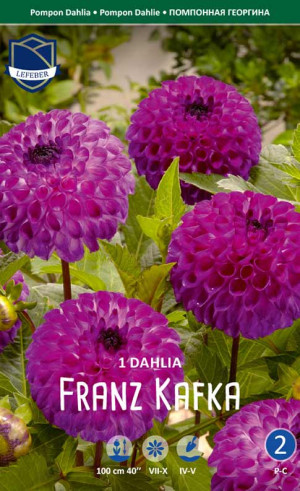 Георгина Franz Kafka (Lefeber)