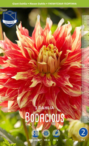 Георгина Bodacious (Lefeber)