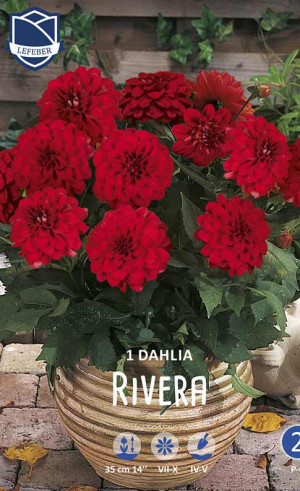 Георгина Rivera (Lefeber)
