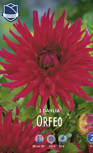 Георгина Orfeo (Lefeber)
