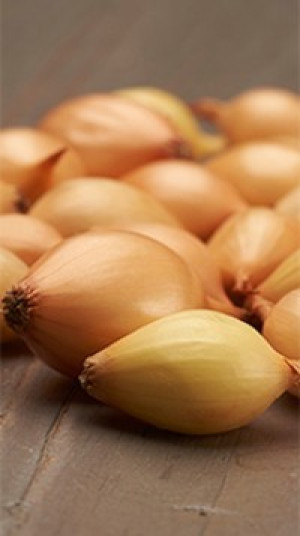 Лук-севок Купидо F1 (10-21мм)