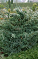 Саженец Можжевельник чешуйчатый Meyeri (Мейри) в конт. С2  70-80см.