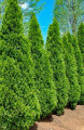 Саженец Туя западная Smaragd (Смарагд) в конт. С5  80-100см.