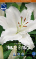 Лилия Monte Bianco (Lefeber)