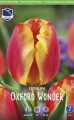 Тюльпаны Oxford Wonder (Economy packs) (Lefeber)