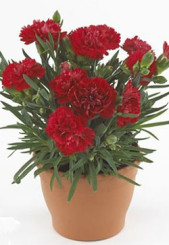 Растение Гвоздика горшечная Oskar 18см Р11 (ЗГ)