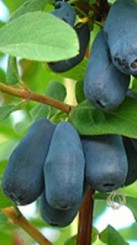 Саженец жимолость Югана, ОКС, 2 года, ОКС (П)