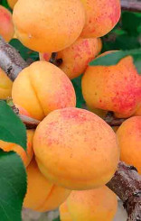 Саженец абрикоса Триумф северный, ОКС (Новатор Сад КХ)