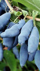 Саженец жимолости Бакчарская крупноплодная, ОКС, 2 года (П)