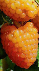 Саженец малины Золотой гигант, ОКС (П)