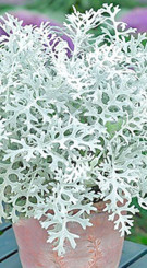 Растение Цинерария в конт. Р7 (ЗГ)
