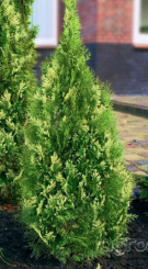 Саженец туи западной Smaragd (18-25 см) конт.Р9 (ЗГ)