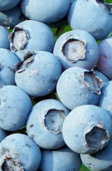 Саженец голубики Блюкроп в конт. С3 (НС)