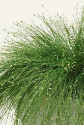 Рассада изолеписа изящного Р9 (ЗГ)