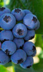 Саженец голубики Гурон в конт. С2 (Новатор Сад КХ)