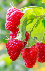 Саженец малины Маравилла, ОКС (ИП Кухарчук А. И.)