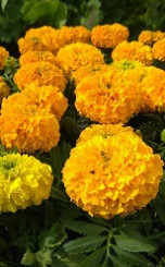 Рассада бархатцев гибридных в конт. Р9 (Д)