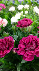 Рассада гвоздики гибридной в конт. Р9 (Д)