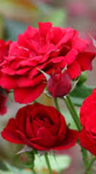 Розы саженцы флорибунда Balou