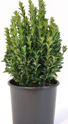 Саженец бересклета японского GREEN SPIRE в конт Р9 (ЗГ)