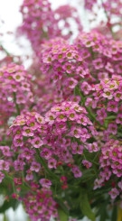 Растение Лобулярия в конт. Р8 (НП)