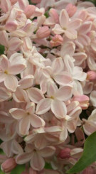 Саженец сирени Медовый спас в конт. С2 (Коллекция Русская сирень)(п)