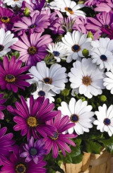 Растение Остеоспермум в конт. D10.5 (НП)