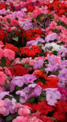 Рассада бальзамина микс в конт. Д12 (ЗГ)