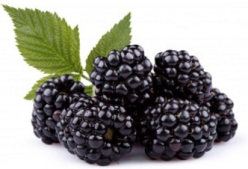 Саженец ежевики бесшипной Tрипл Краун в конт. Р9 (ПЦ)