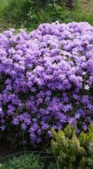 Саженец рододендрона Видовой Плотный в конт. С1.5 2 года (КП)