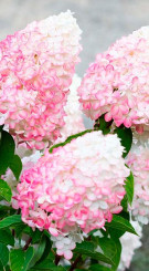 Саженец гортензии метельчатой Пинк энд Роуз (Pink & Rose) в конт. Р9 (ДР)