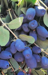 Саженец жимолости Бореал Бист в конт. Р9 (ПЦ)