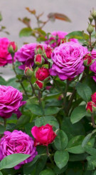 Розы саженцы флорибунда Haidetraum