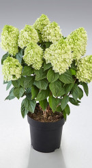 Саженец гортензии метельчатой Паненка (Panenka) 1 год, в цветной коробке, ОКС (ЗГ)