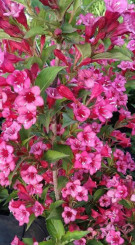 Саженец вейгелы BRISTOL RUBY в конт. Р9 (ЗГ)