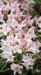 Саженец вейгелы Splendid в конт. Р9 (Зеленый горизонт ФХ)