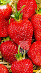 Рассада земляники садовой Альба в конт. Р9 (Клубника) (ЗГ)