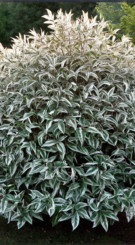 Саженец Дерен белый SIBIRICA в конт. Р9 (ЗГ)