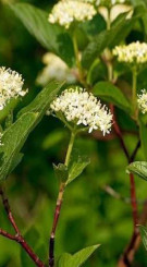 Саженец Дерен белый SIBERIAN PEARLS (Сибириан Перлс) Р9 (ЗГ)