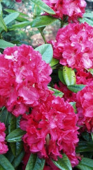 Саженец рододендрона вечнозеленого Марианна фон Вайцзеккер в конт. Р9 (ПЦ)