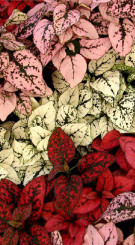 Растение Гипоэстес в конт. D10.5 (НП)