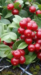 Саженец брусники садовой Руно Белявски в конт. Р9, 2 года (КП)