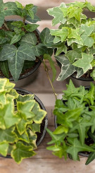 Растение Плющ в конт. Р9 (ЗГ)