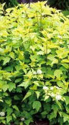 Саженец пузыреплодника головчатого Тилден Парк - Physocarpus capitatus Tilden Park в конт. С3(Т)